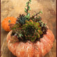 Pumpkin Succulent DIY Class