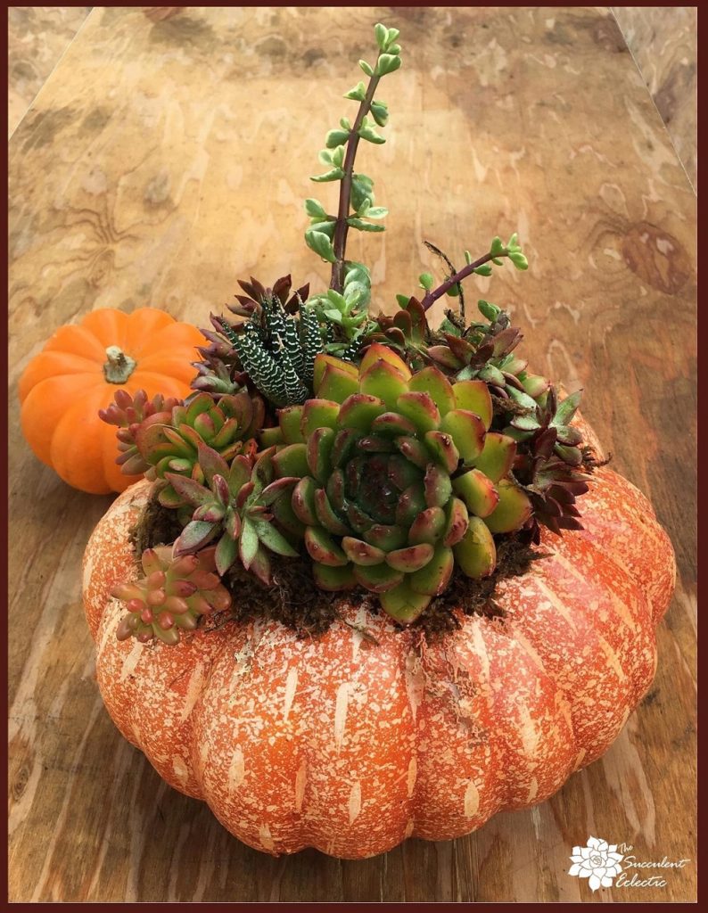 Pumpkin Succulent DIY Class