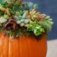 Pumpkin Succulent DIY Class