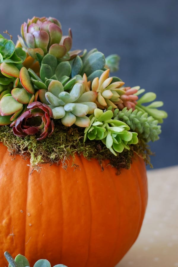 Pumpkin Succulent DIY Class