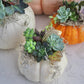 Pumpkin Succulent DIY Class